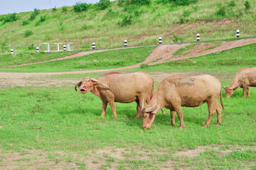 Herd of Thai buffalo grazing on the green pasture