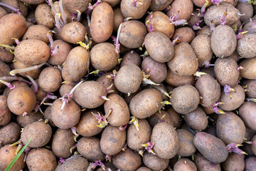 Many potatoes with young shoots are prepared for planting