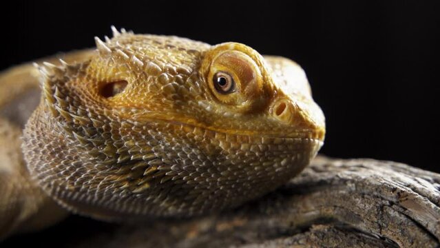 a very beautiful lizard sits on a stone, proudly raised its head up, opens and closes its eyes, rests, warms itself. exotic reptile in a terrarium. Pogona Vitticeps or Bearded Dragon. Australian Agama