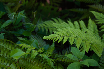 ferns, ivy, and other little plants glowing in the shade 2