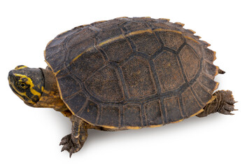 Obraz premium Turtle isolated on white background, Freshwater Turtle on white background With clipping path.