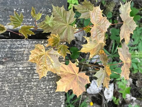 autumn leaves on the floor