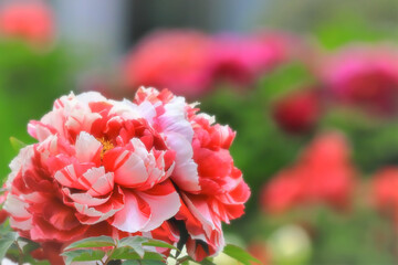 華やかな赤と白の牡丹の花