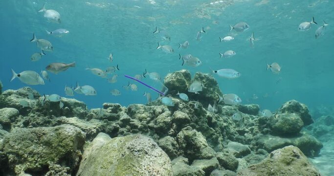 plastic waste underwater bad for fish with sun rays water waves hit to rocks background ocean pollution