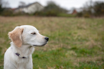 Close up of golden retriever puppy in a green field with eyes closed enjoying the outdoors