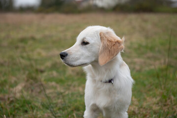 Close up of golden retriever puppy playing in field outdoors