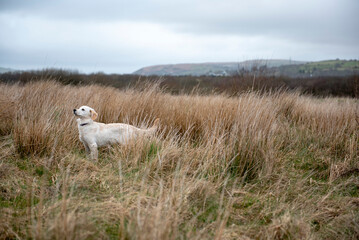 Young golden retriever puppy walking off lead in a long grass land area on a cloudy day
