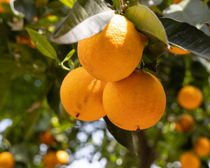 Reife Orangen im botanischen Garten bei Chania auf Kreta - Griechenland