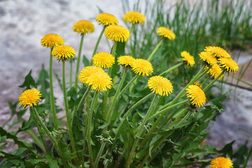 Bush of flowering dandelions close-up in spring. Wild yellow flowers