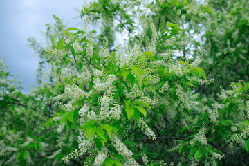 green leaves of a tree