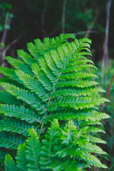 fern leaf