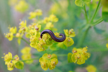 caterpillar on a green leaf