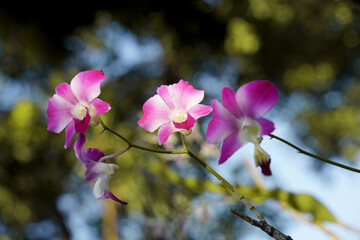 pink orchid on shining morning with blurry natural background