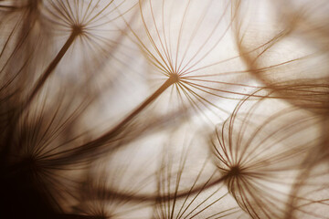 Abstract dandelion flower background. Dandelion. Macro.