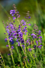 Beautiful flower background. The meadow sage, meadow clary, Salvia pratensis.