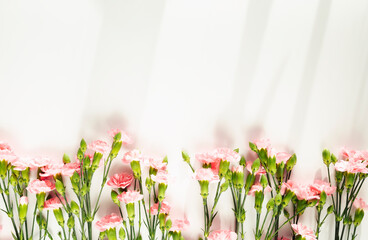 White background with pink carnation flowers with natural sunlight and shadows. Floral background mock up with copy space for text. Flat lay, top view.