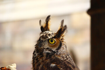 頭の羽角が角のようになっているアメリカワシミミズク