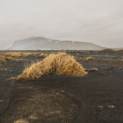 Yellow tuft of grass in flat landscape of black lava sand, background mountain ridge, monotonue...