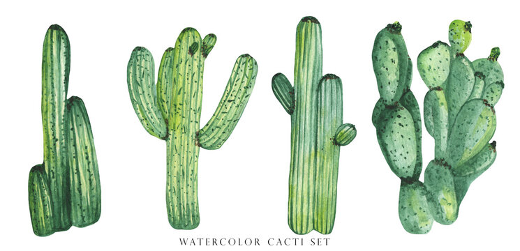 Watercolor set of cactus and succulent plants isolated on white background. Floral illustration for your projects, greeting cards, and invitations.