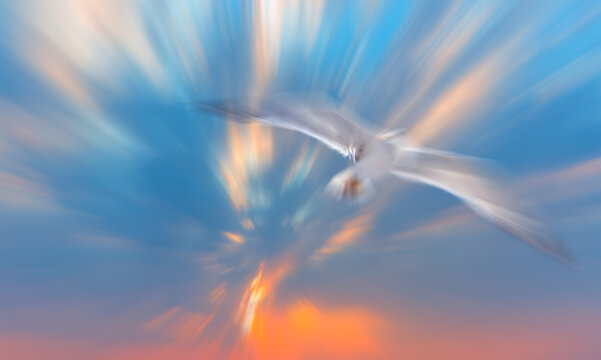 Abstract background of sunset sky with segull flying in the sky