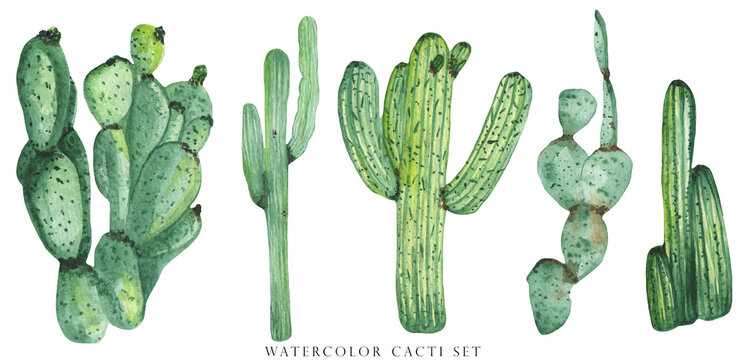 Set of watercolor green cacti, succulents, haworthia on white background, hand drawing