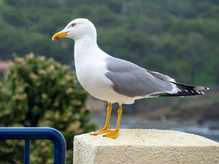 Goéland sur un balcon, Llança, Costa Brava, Catalogne, Espagne