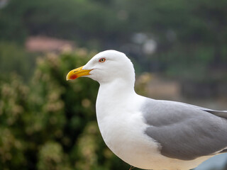 Profil du goéland, Llança, Costa Brava, Catalogne, Espagne