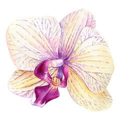 Orchid, flower watercolor illustration, botanical painting, hand drawing.