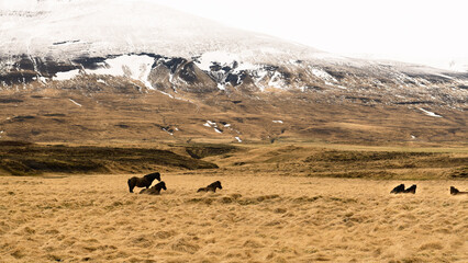 Black Icelandic horses on yellow autumn grass field with rolling snow powdered hill in background,...