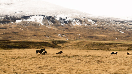 Black Icelandic horses on yellow autumn grass field with rolling snow powdered hill in background, white sky
