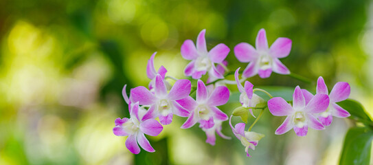 Purple pink orchid flowers blossom on blue leaf, nature background, flowers shape, toned process. Dream floral romance, summer outdoor garden tropical forest and flowers. Closeup blooming petals