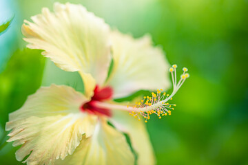 Abstract nature macro, Hibiscus flower with blurred green foliage. Zen nature closeup, bright colors, sunny tropical garden floral background. Idyllic blooming exotic flower