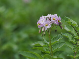 ジャガイモの花