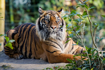 view of a beautiful tiger in a forest environment