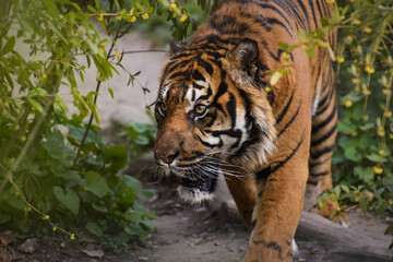 view of a beautiful tiger in a forest environment
