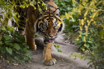 view of a beautiful tiger in a forest environment