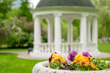 Blooming flowers in summer park with blurred white rotunda on background - obrazy, fototapety, plakaty