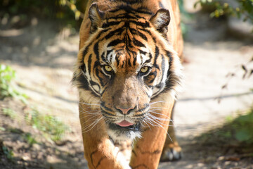 view of a beautiful tiger in a forest environment