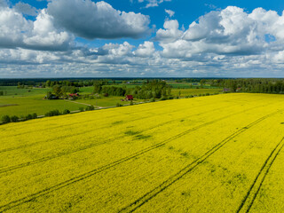 Rapeseed fields blooming in spring, Latvia aerial view