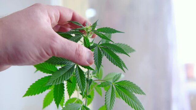 Growing marijuana. A man's hand touches the leaves of a young cannabis.