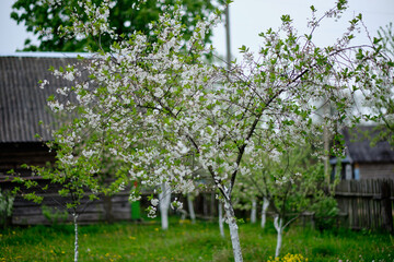 A blooming tree on the background of old wooden houses