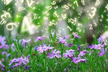 numerology, spring flowers, small wildflowers close-up surrounded by numbers