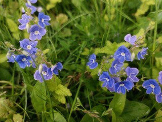 blue flowers in the garden