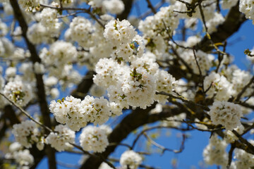 Amazing blossom spring flowers. Close up of these beautiful plants against vivid color background. seasonal photo.