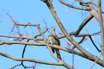 青空とヒヨドリ