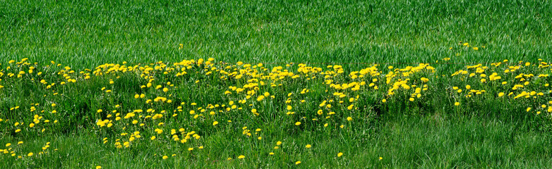 Yellow dandelions along the green young grass