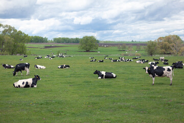 A herd of black and white cows grazing on a spring field