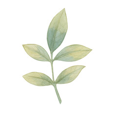 Watercolor botanical illustration. Isolated green leaves.