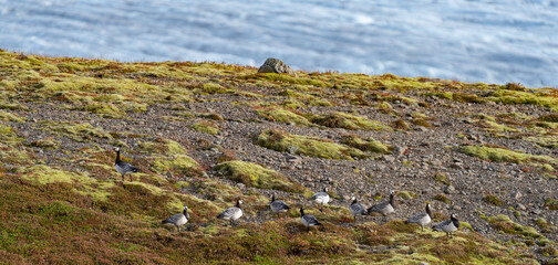Fototapeta na wymiar Herd of ducks over the hillside with glacier background