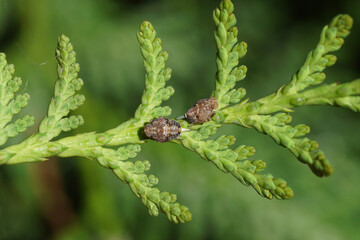 Two nymphs of the cicada Issus coleoptratus. Family Issidae. On a conifer. Dutch garden, spring, May, Netherlands